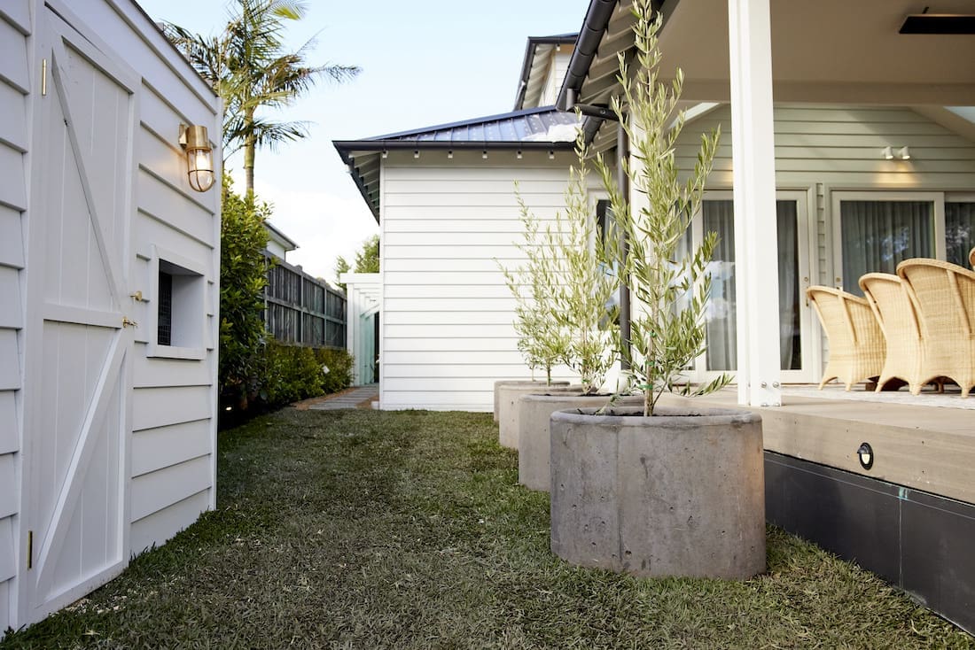 Large concrete planters with olive trees alfresco design inspo