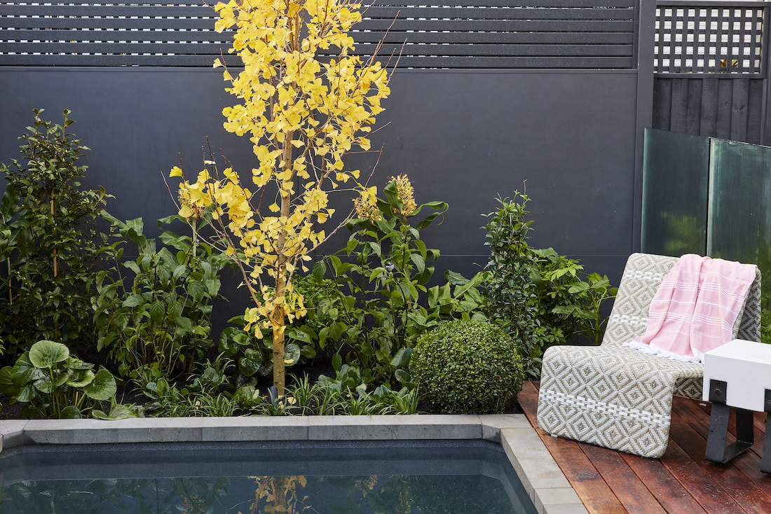 Deck chair by pool with yellow foliage tree