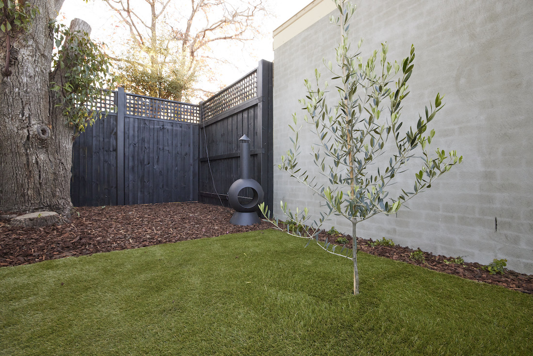 Grassed space with olive tree