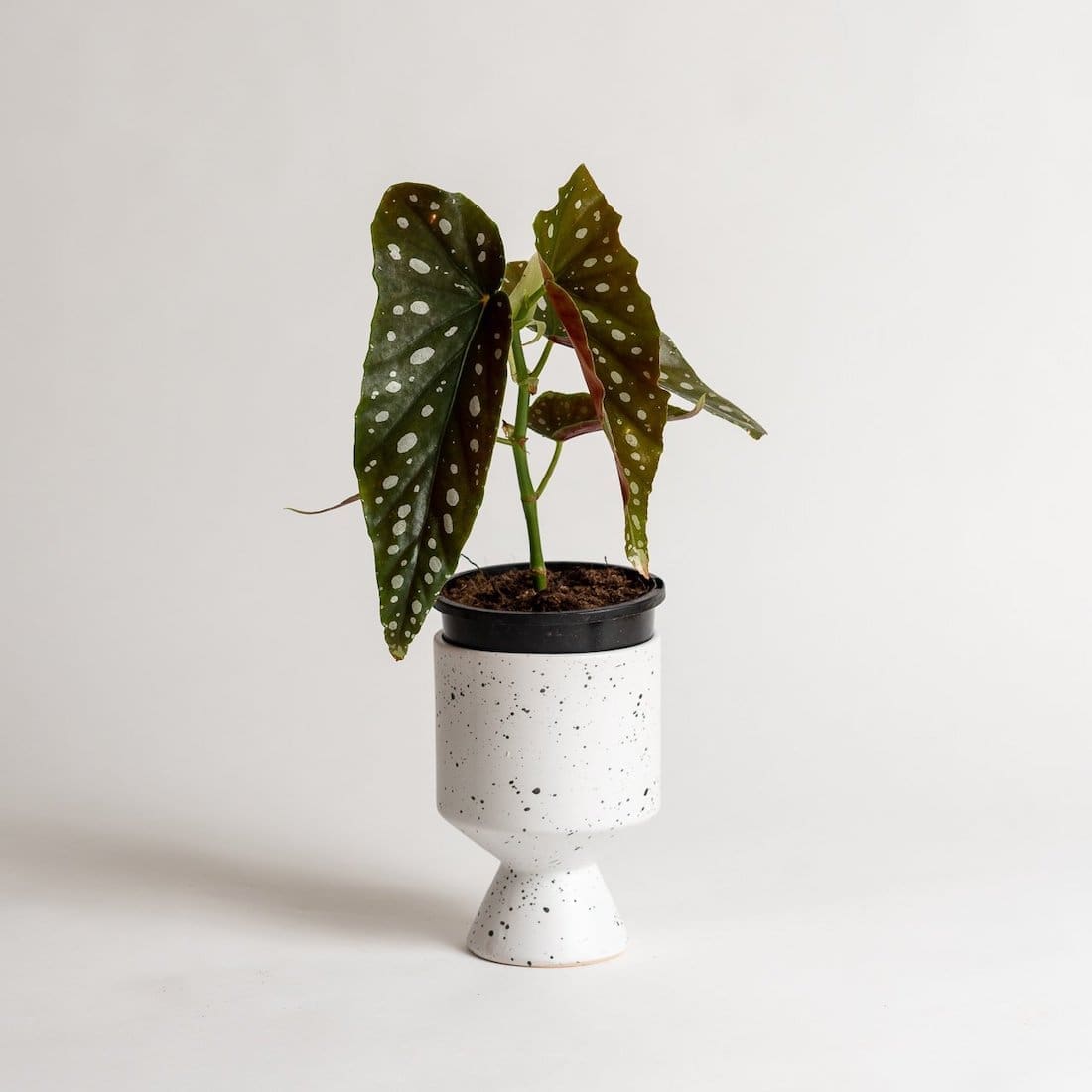 Begonia Maculata indoor plant