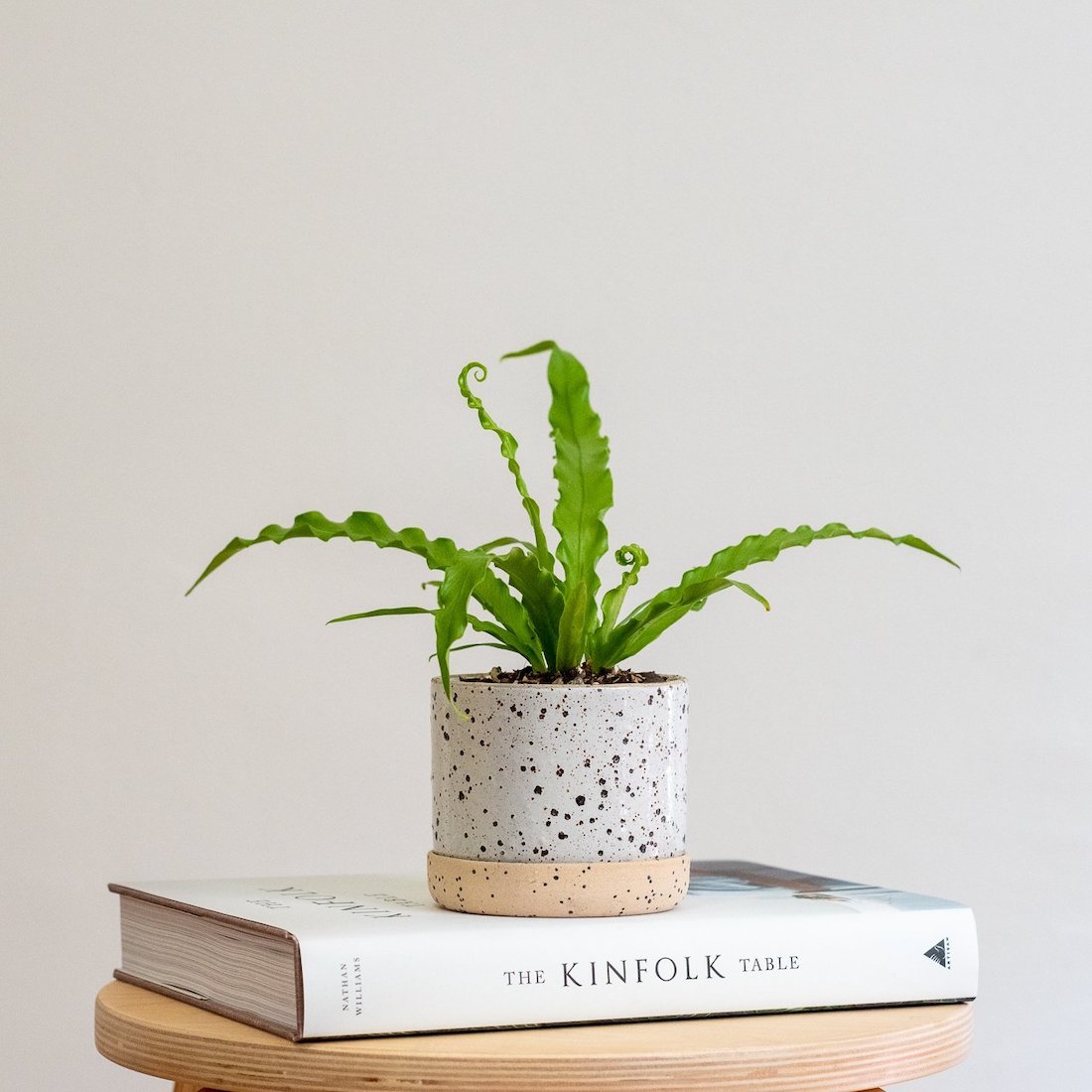 Fern indoor plant on The Kinfolk Home book