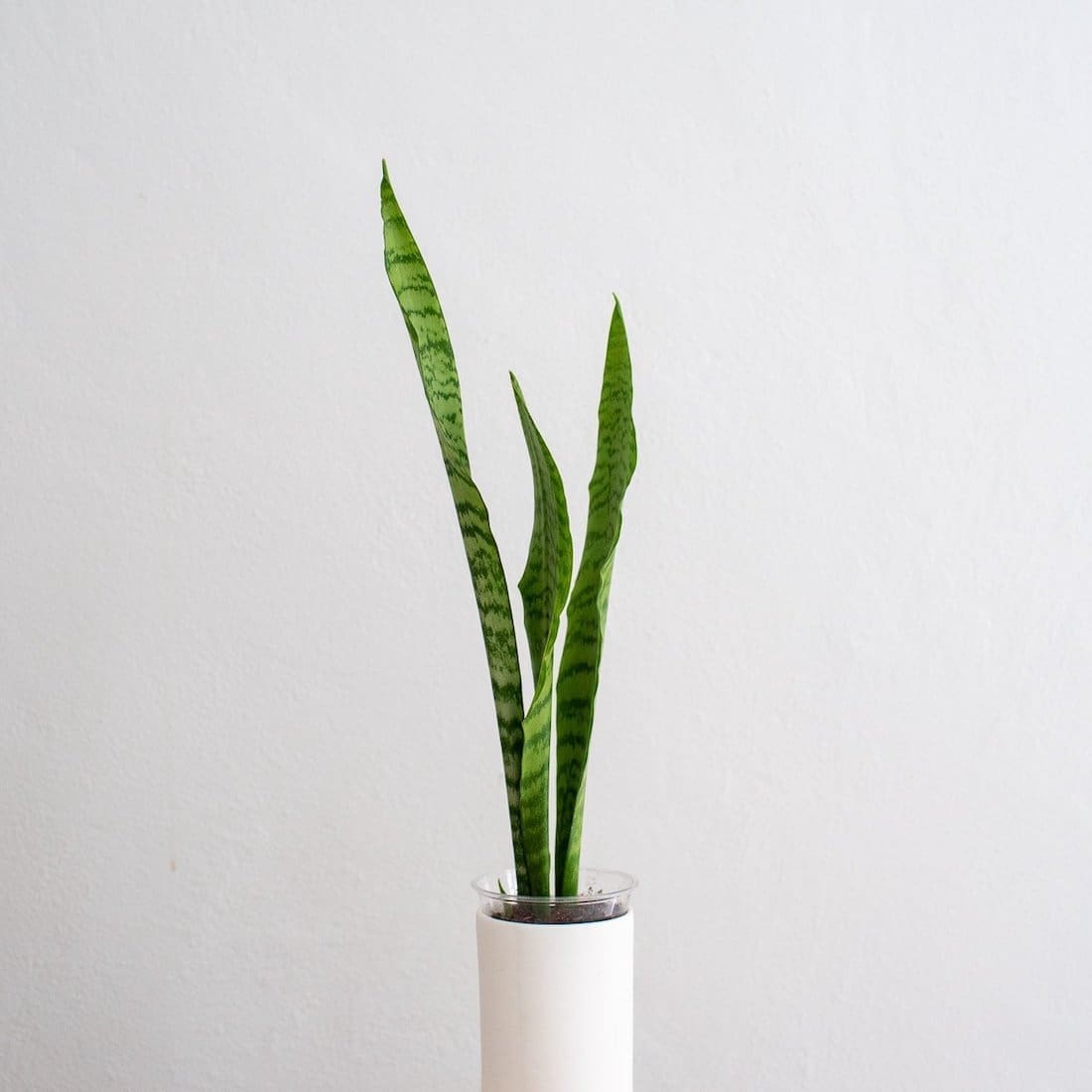 Snake plant or mother in laws tongue indoor plant