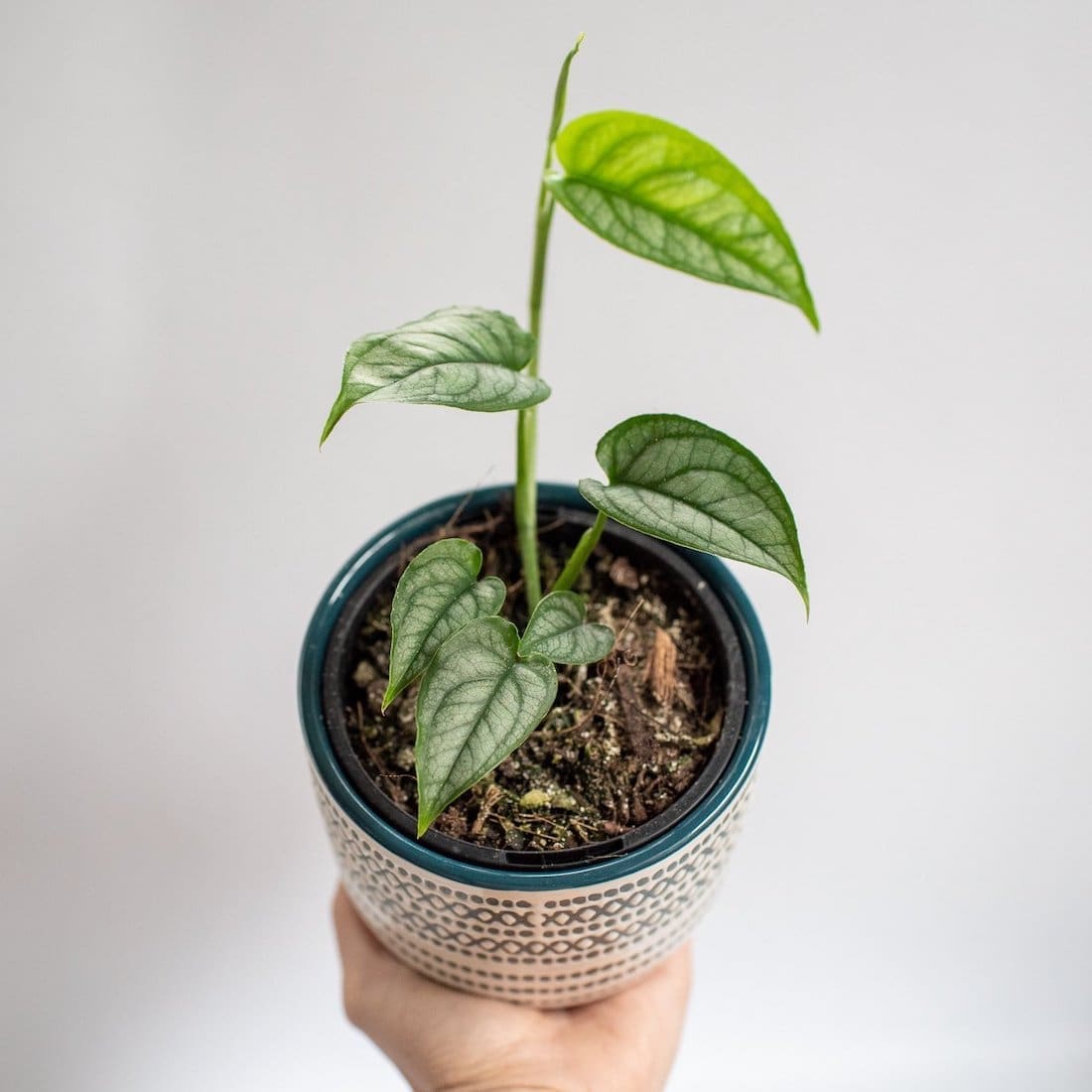 Monstera Siltepecana indoor plant