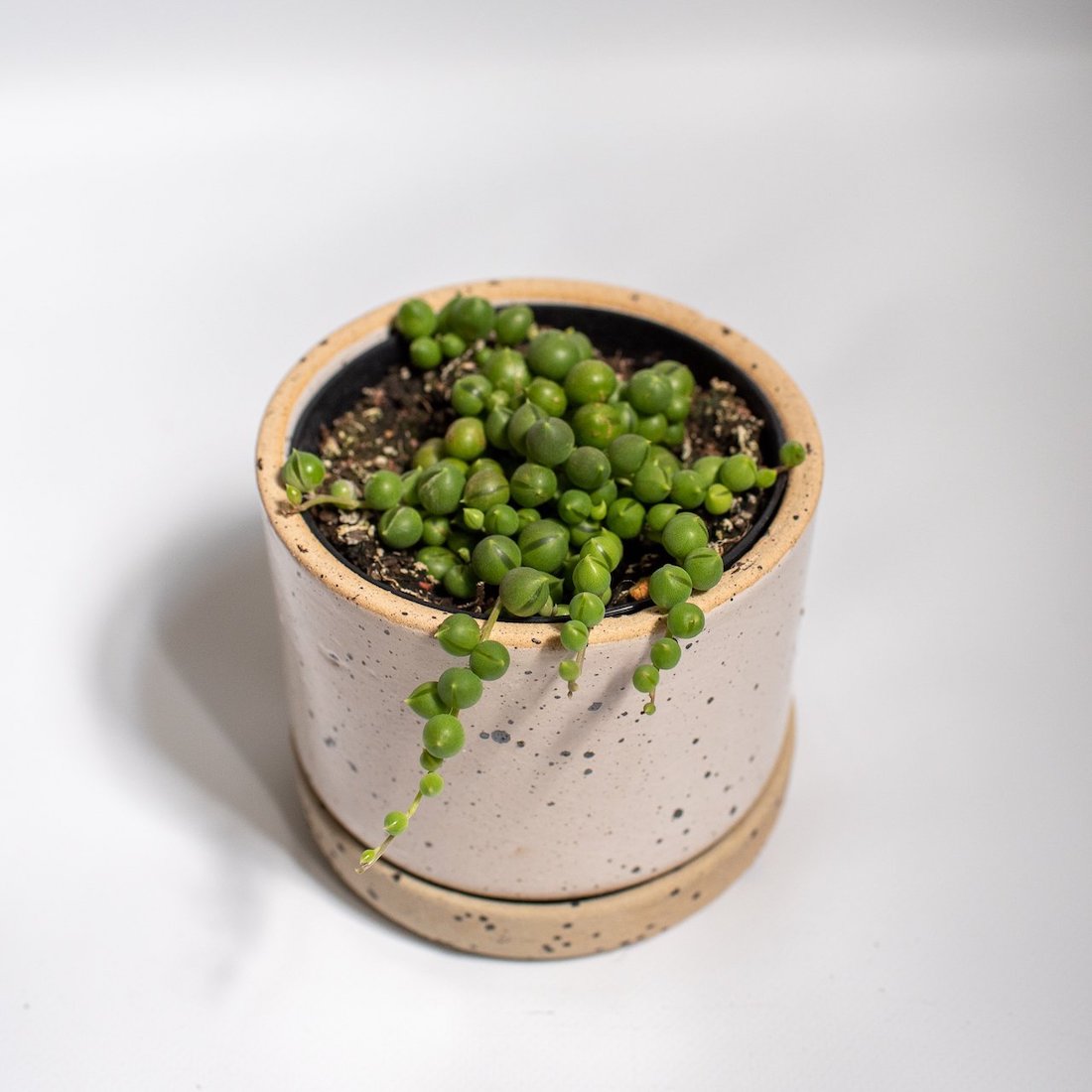 String of pearls indoor plant