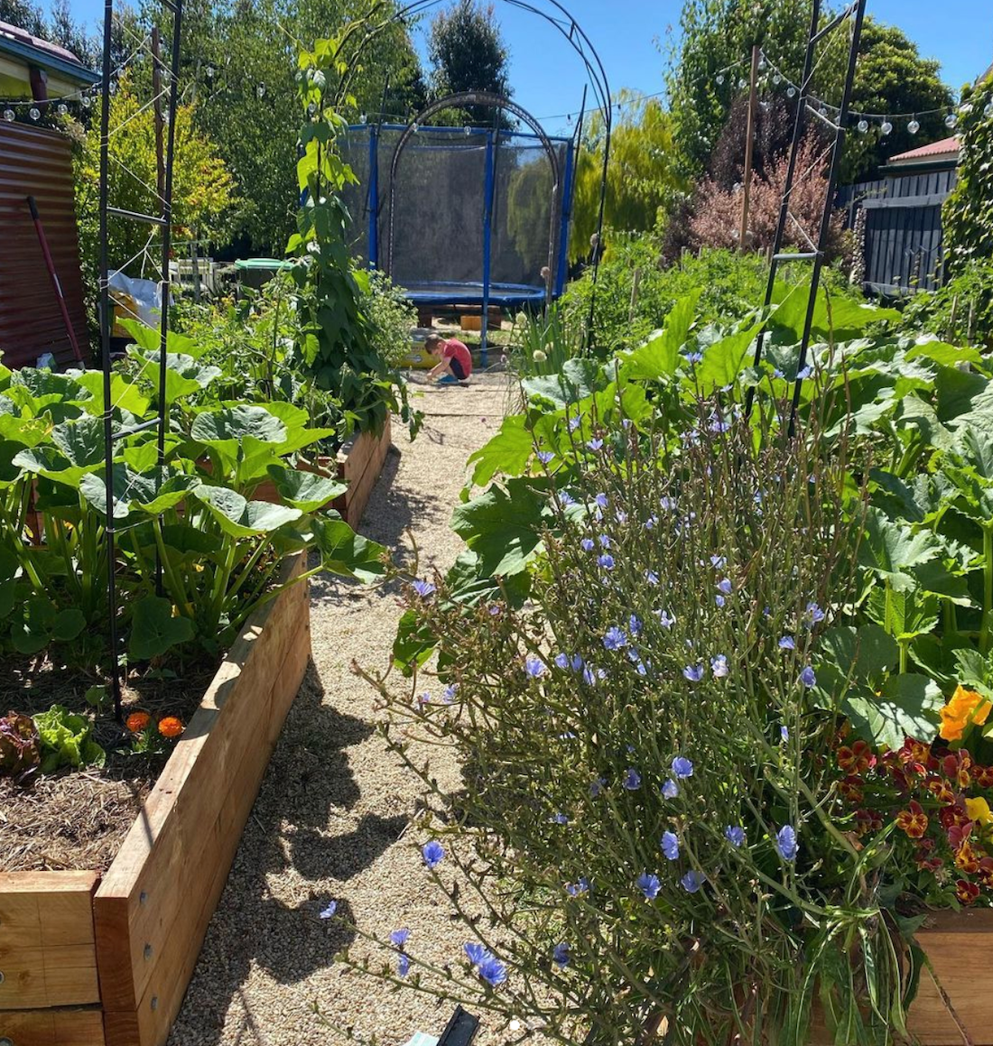 Ingrid Devlin's vegetable garden