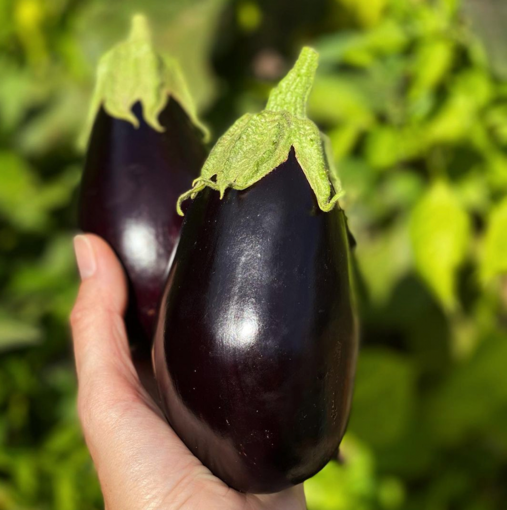 Eggplants homegrown