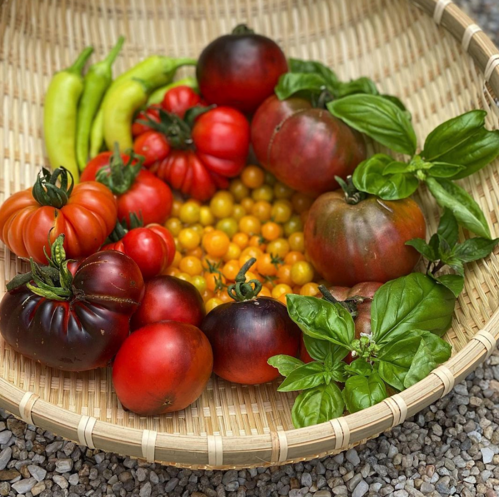 Basket of homegrown tomatoes and vegetables