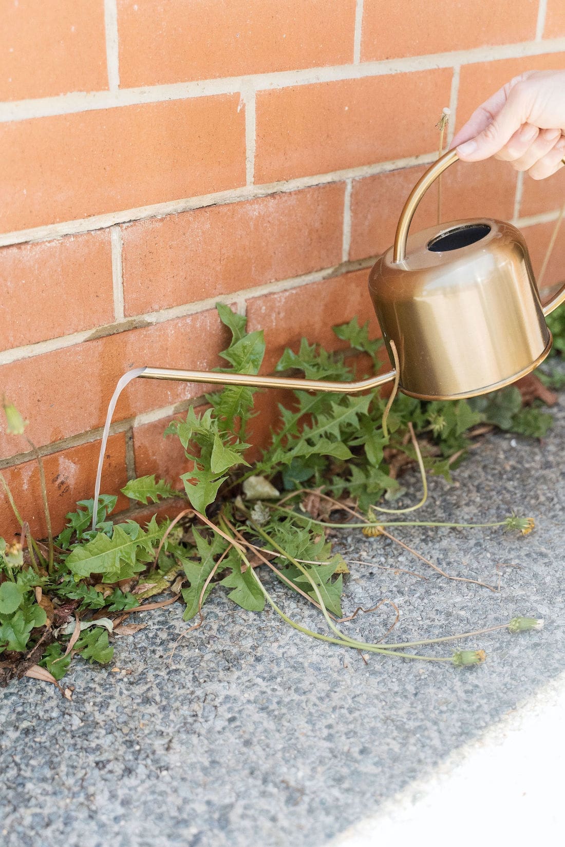 Close up of weeds in footpath crack