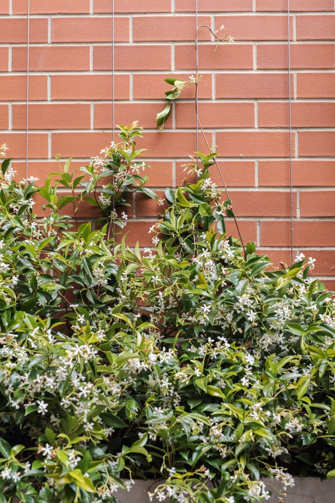 Finished vertical green wall as jasmine becomes more established