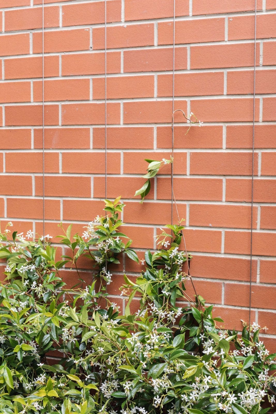 Climbing star jasmine green wall How to create a vertical garden