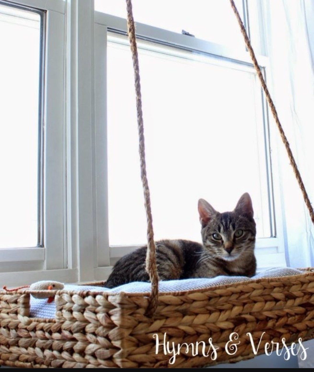 Cat basket by window