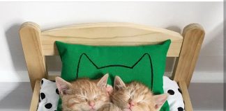 IKEA dolls bed for cats