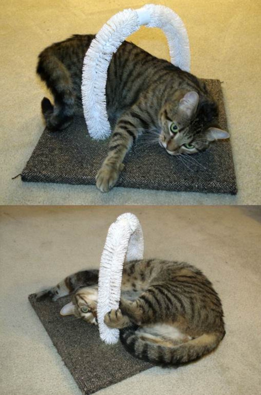 Cat using self-scratching post using toilet brushes