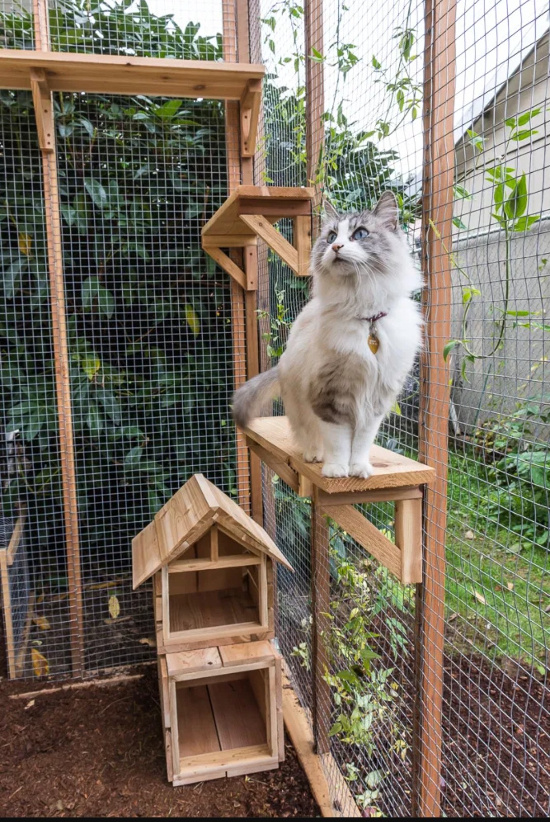 Catio outdoor space for cats