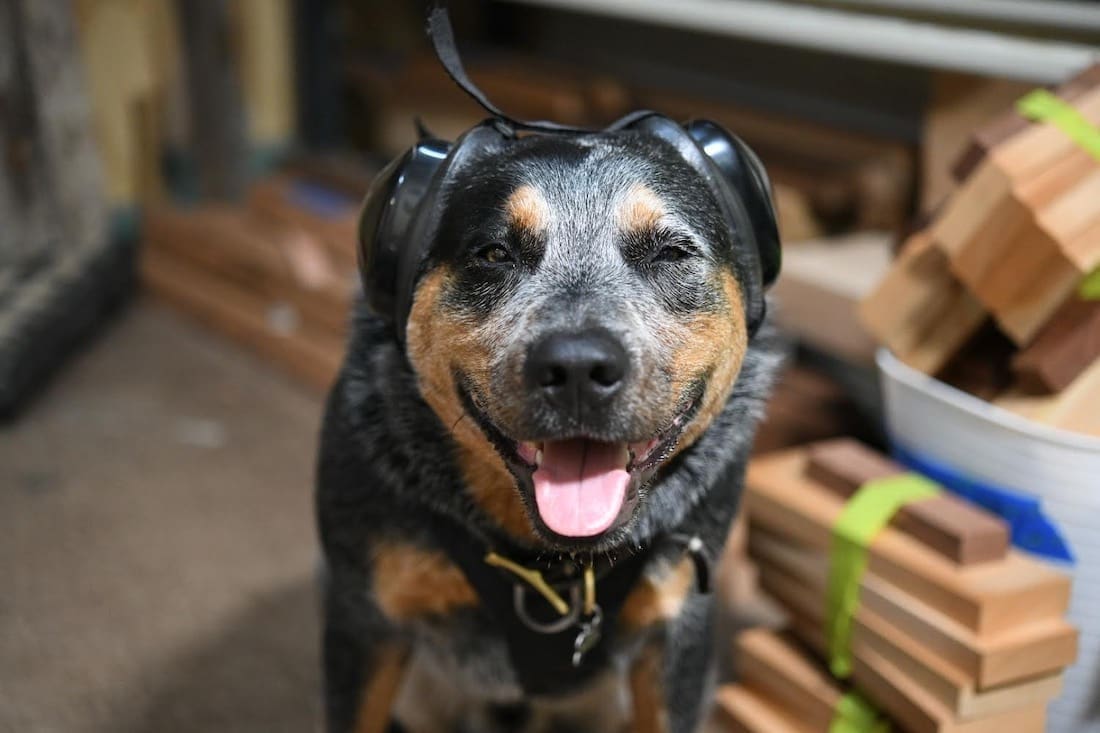 Ned the dog in earmuffs