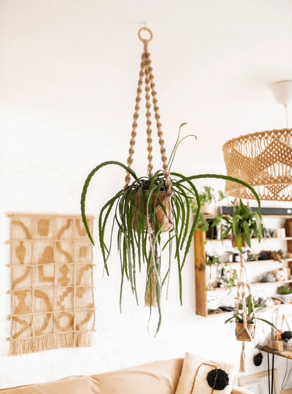 Macrame plant hanger by ito