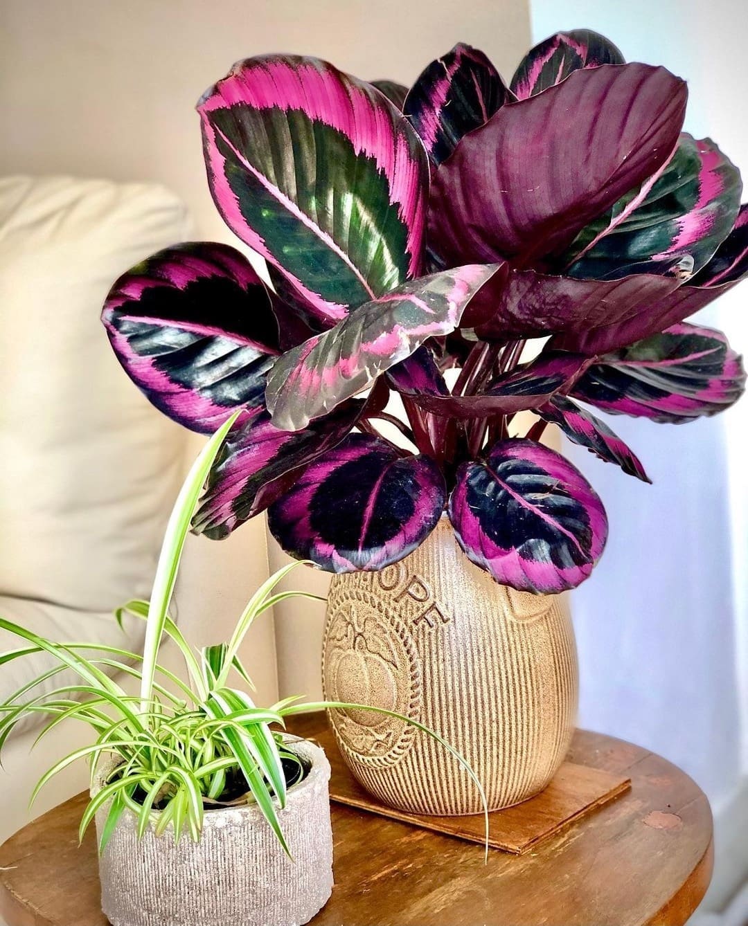 large rose painted calathea