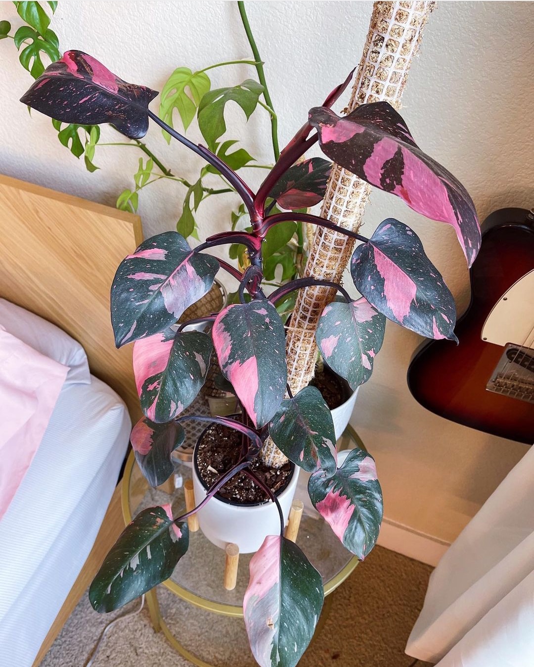 prettiest pink plants _ philodendron pink princess