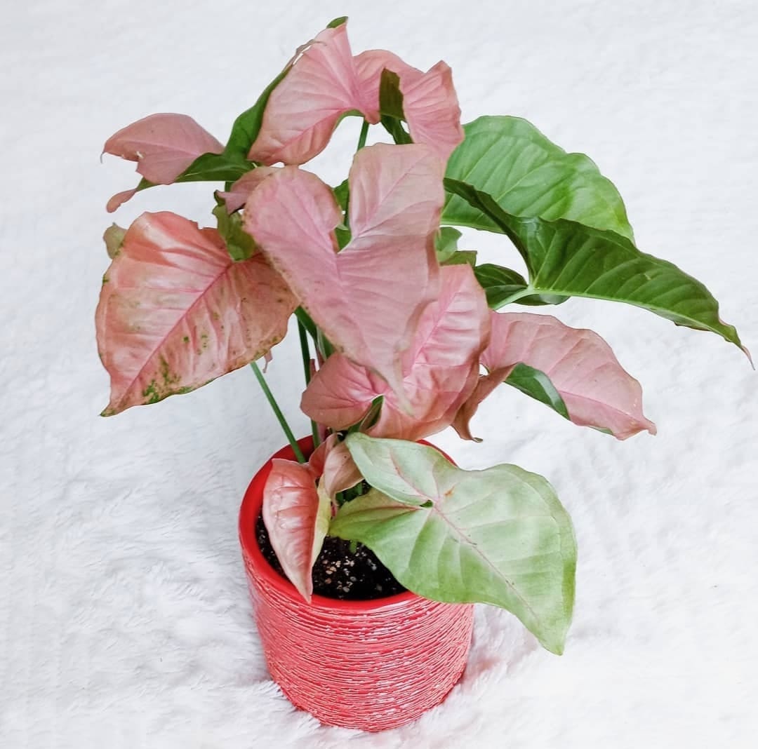 Prettiest pink plants _ pink arrowhead plant