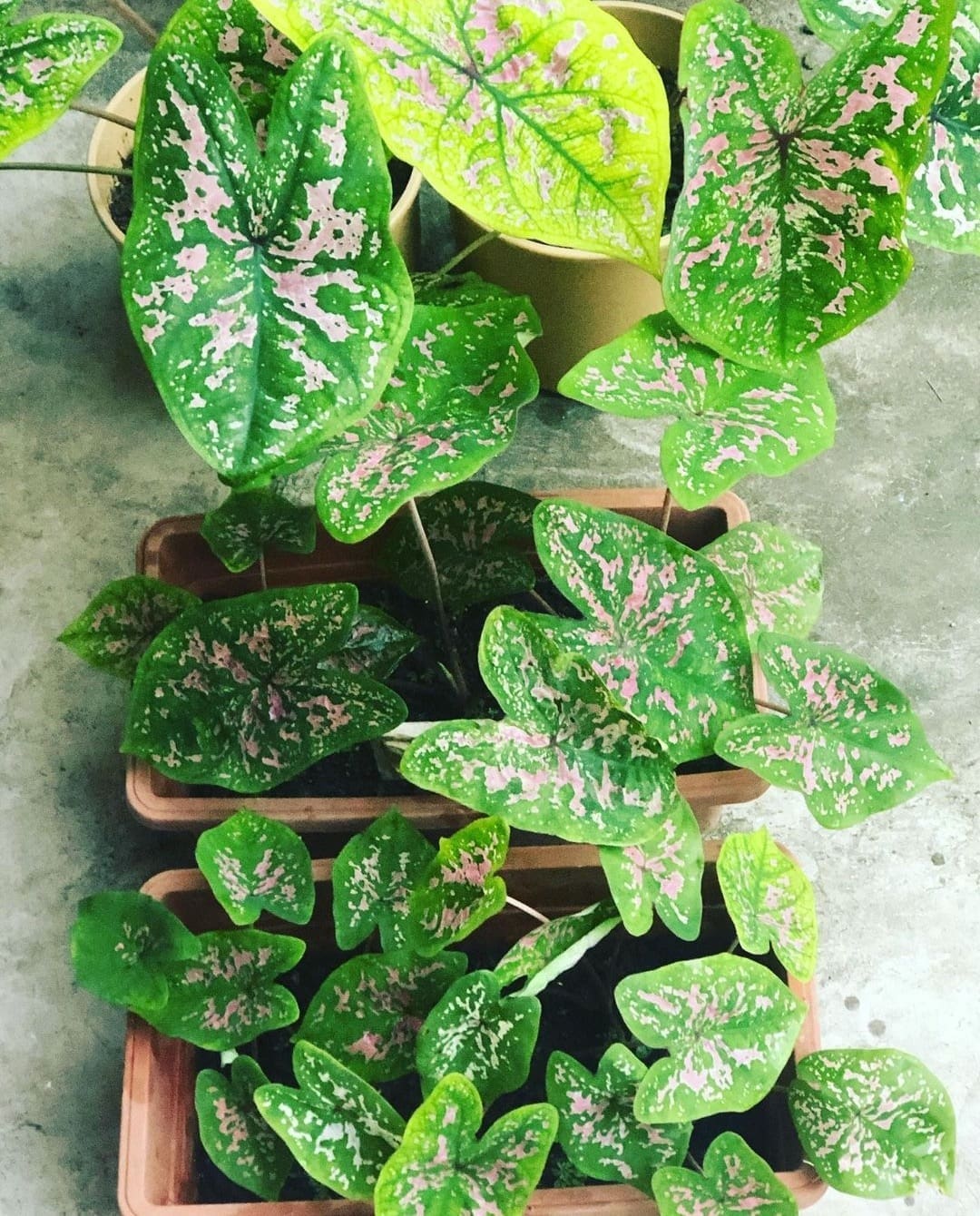 Prettiest pink plants _ pink beauty caladium