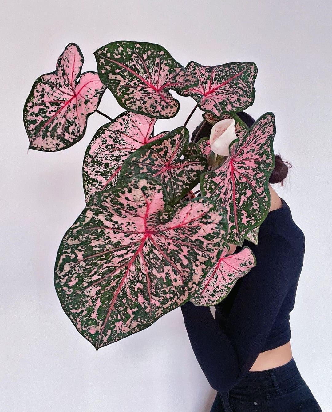 pink caladium