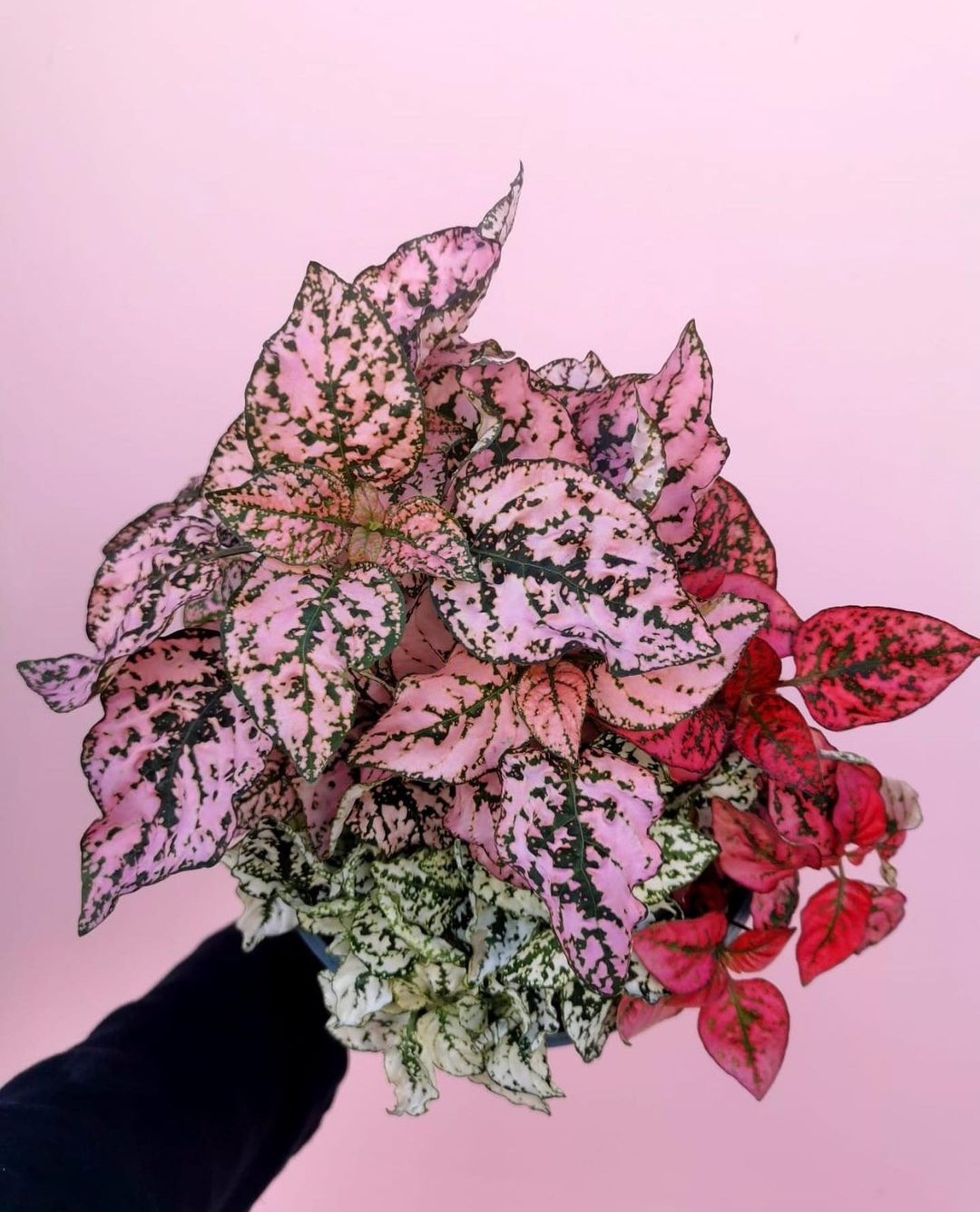 pink freckleface plant