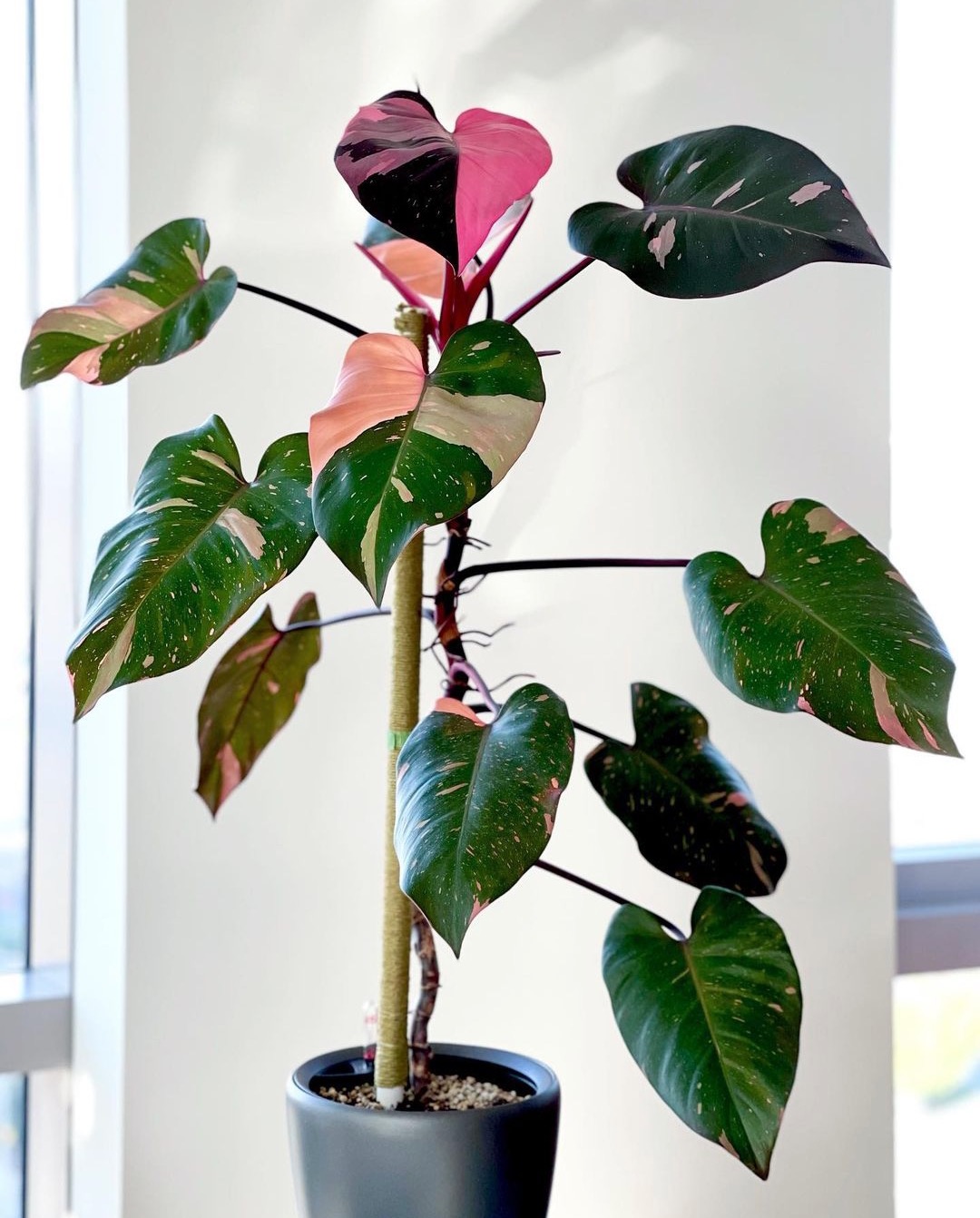 pink philodendron plant