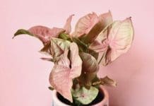 8 of the prettiest pink plants you’ll want in your home prettiest pink plants _ pink plant in pink pot