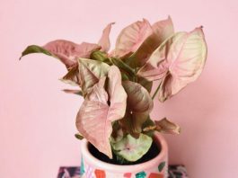 prettiest pink plants _ pink plant in pink pot