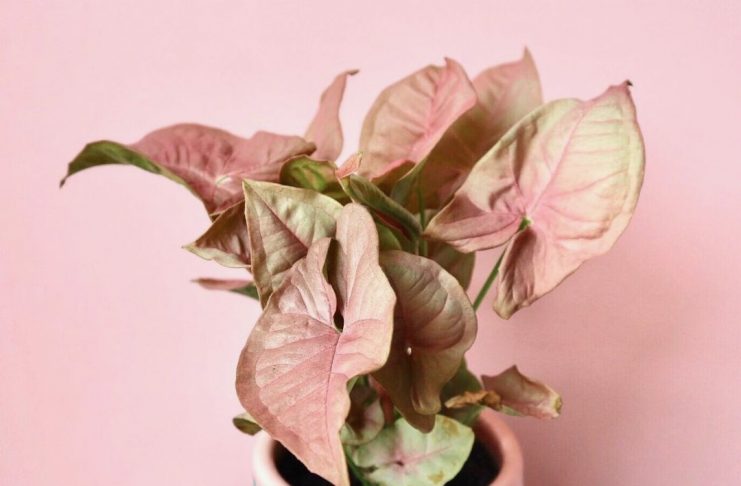 prettiest pink plants _ pink plant in pink pot