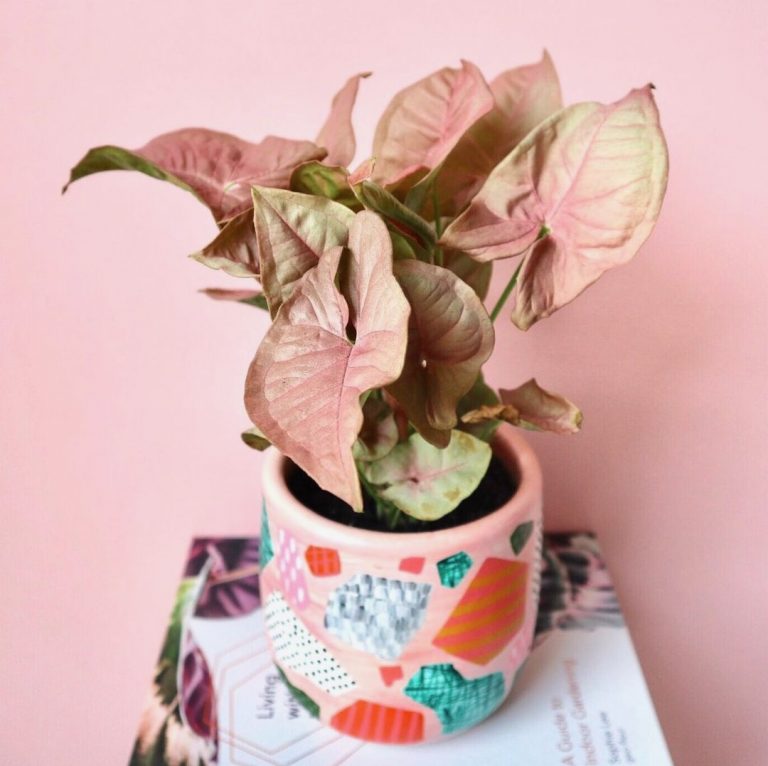 prettiest pink plants _ pink plant in pink pot