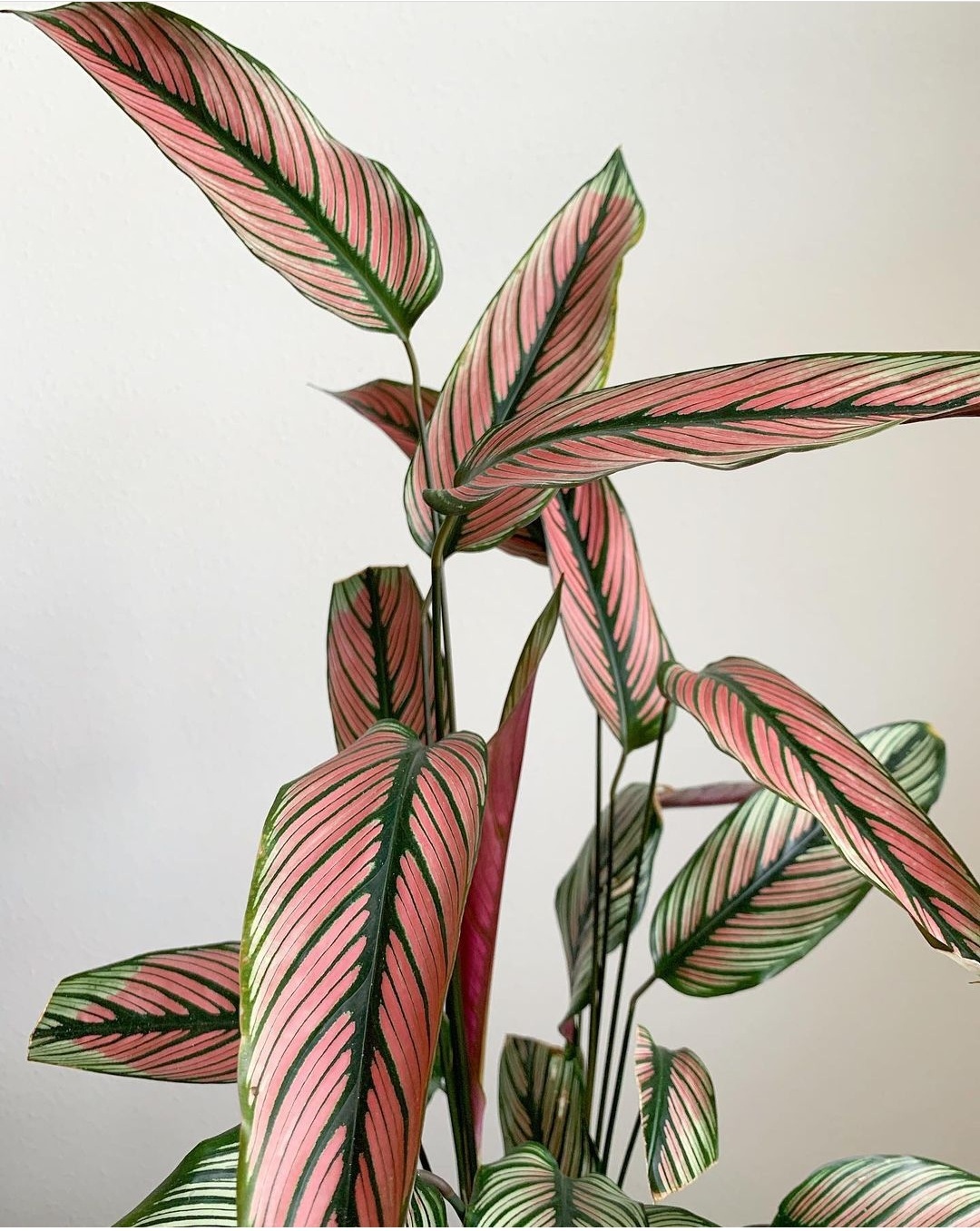 pink plants