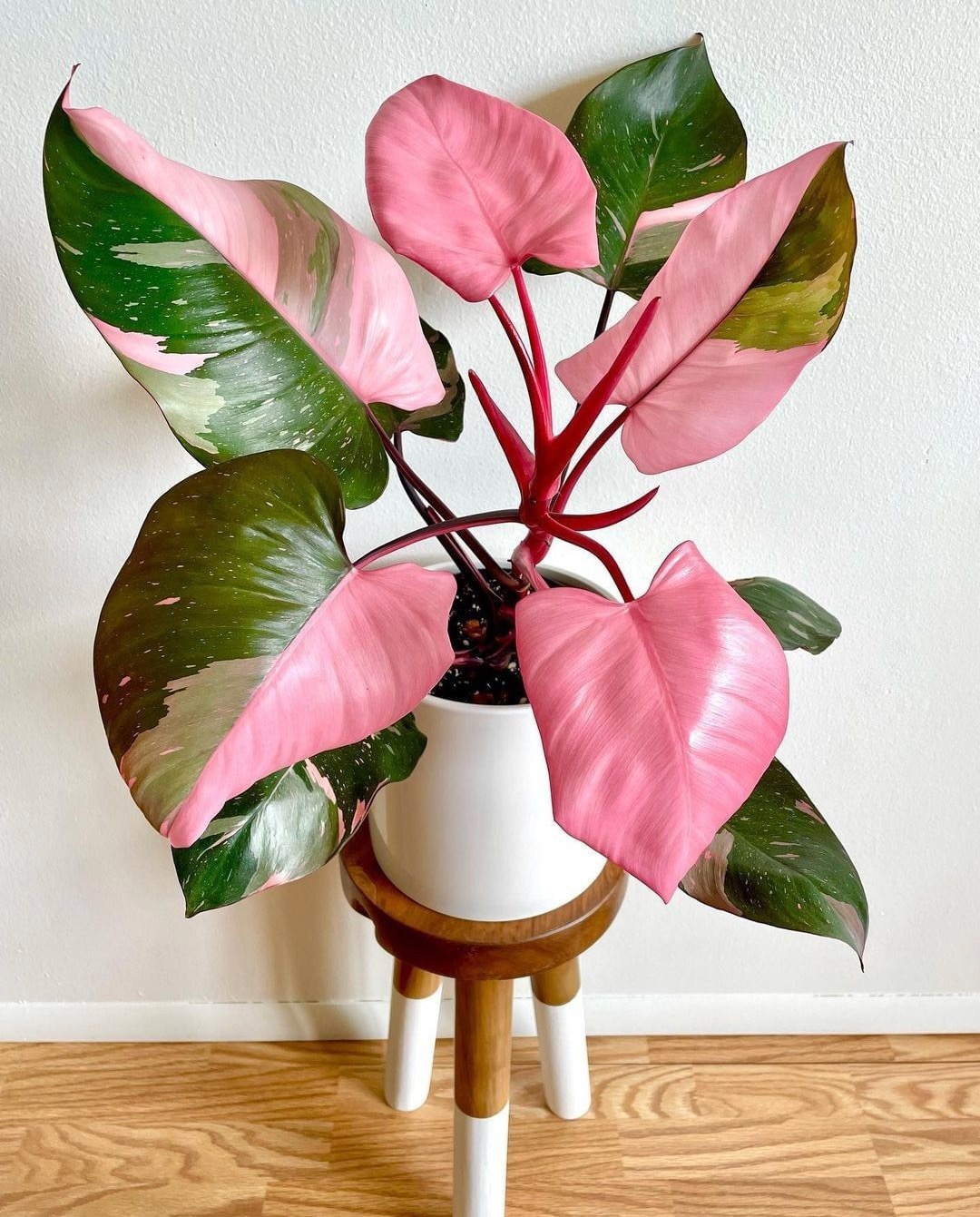 prettiest pink plant _ pink princess phildendron