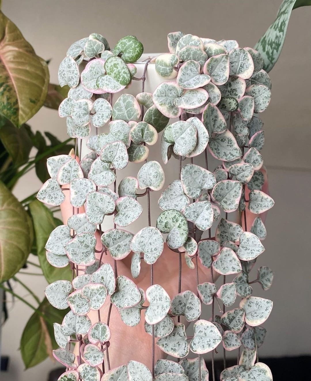 prettiest pink plants _ pink string of hearts