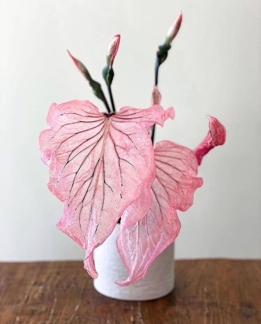 pink symphony caladium