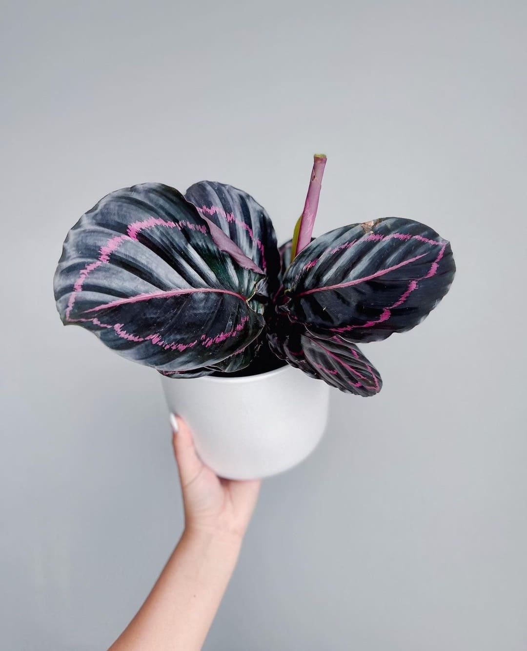 prettiest pink plants _ rose painted calathea in pot