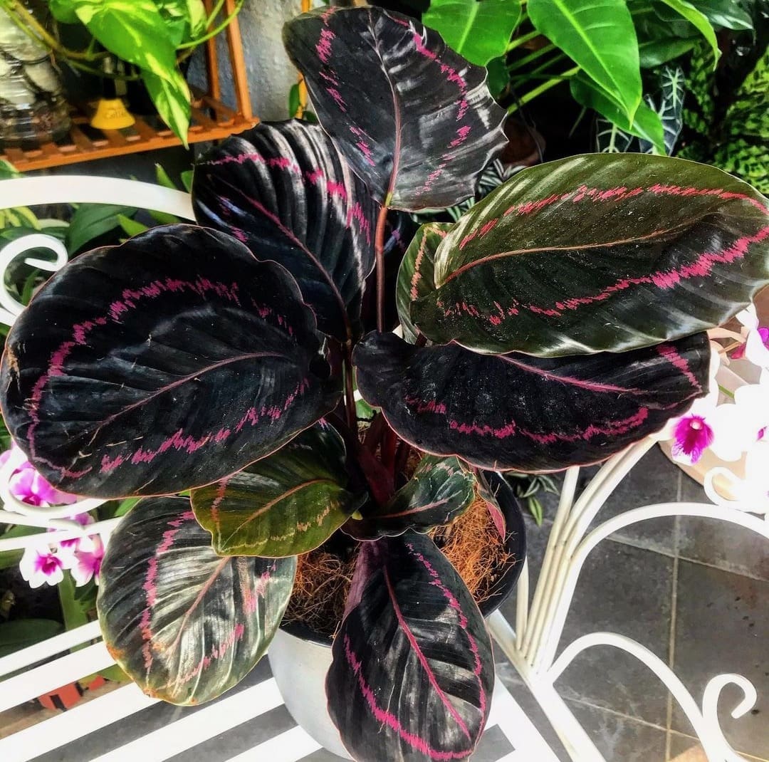 prettiest pink plants _ rose painted calathea