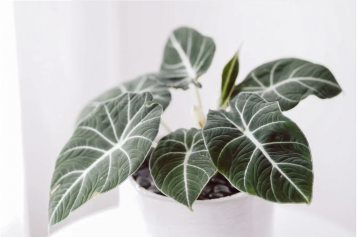 5 most popular indoor plants trending in 2023 | Style Curator