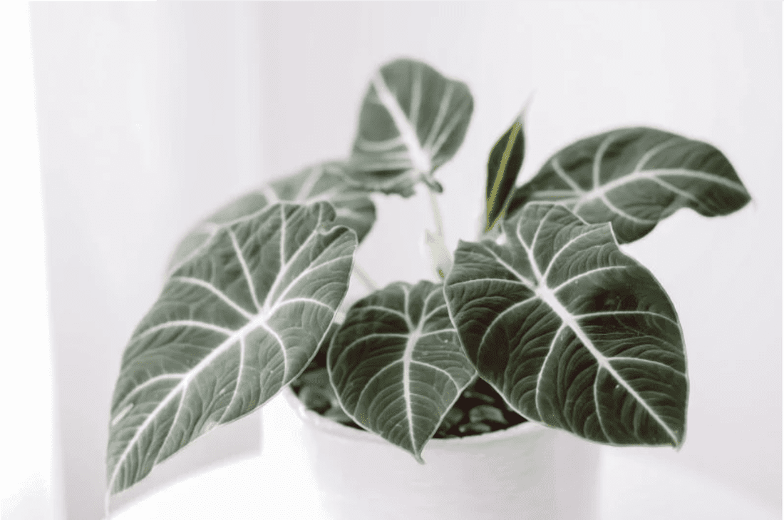 Black velvet alocasia