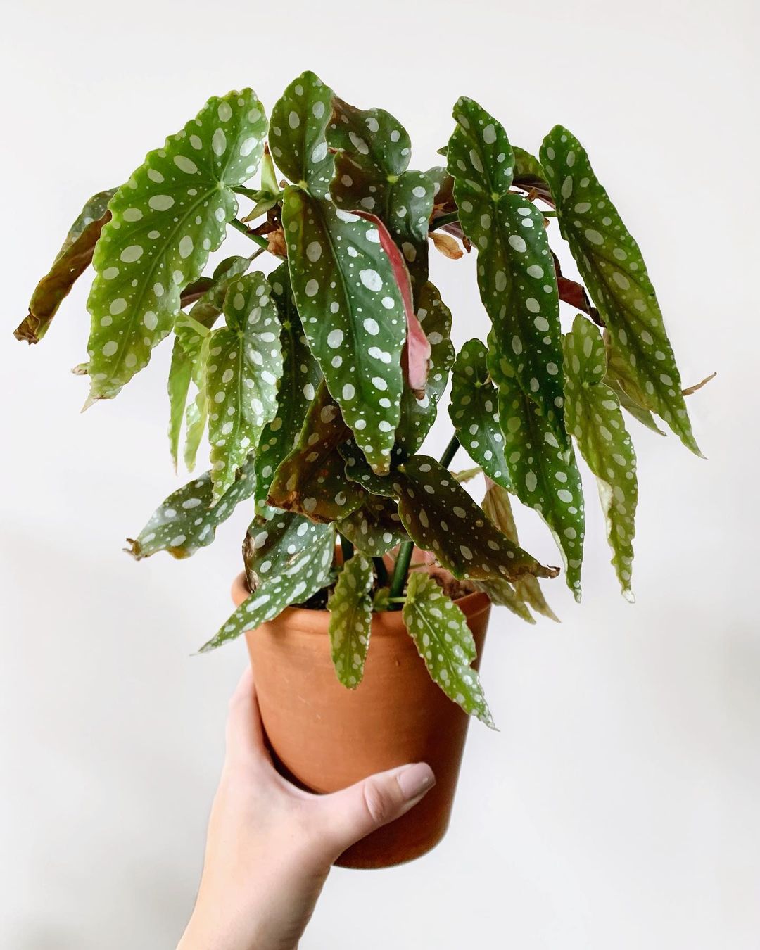 Polka Dot Begonia's cool spotted leaves making it one of the most popular indoor plants
