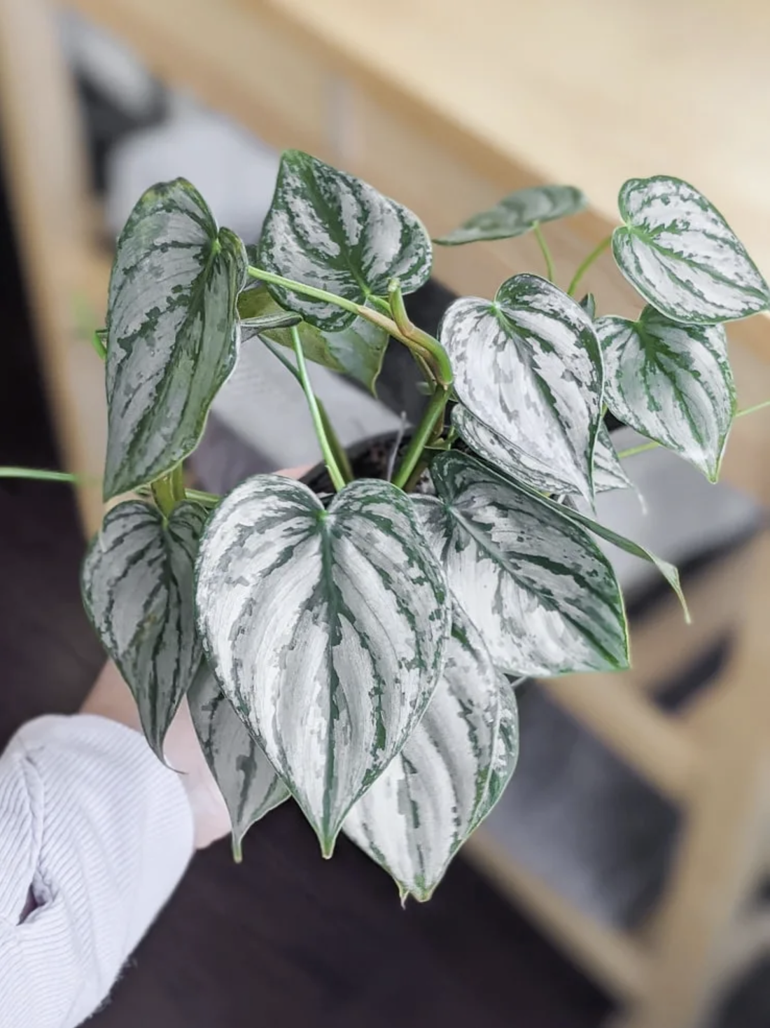 Silver Leaf Philodendron is quickly becoming one of the most popular indoor plants