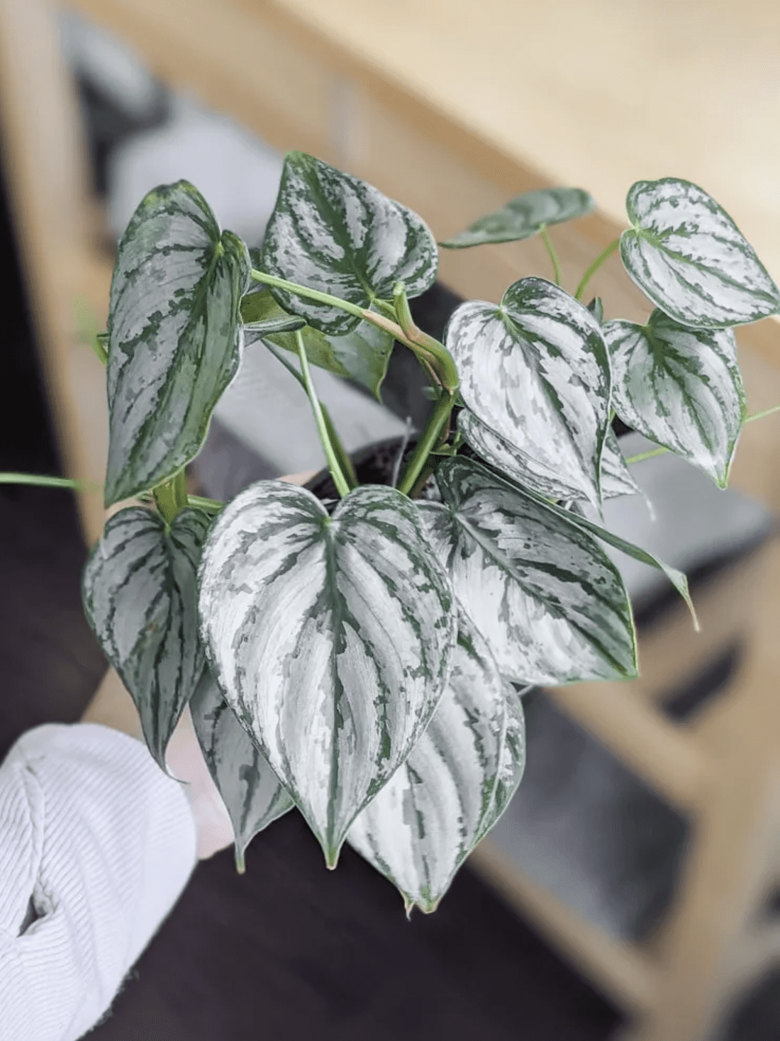 Silver Leaf Philodendron is quickly becoming one of the most popular indoor plants