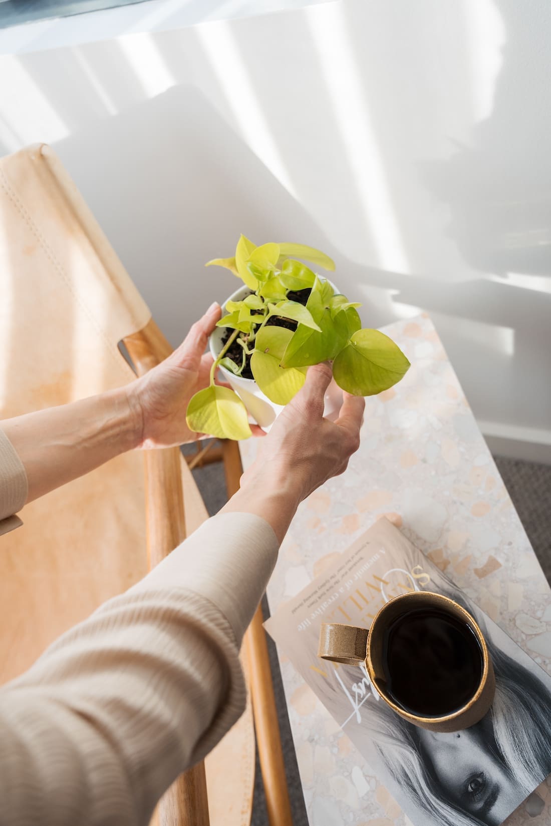 indoor plant styling