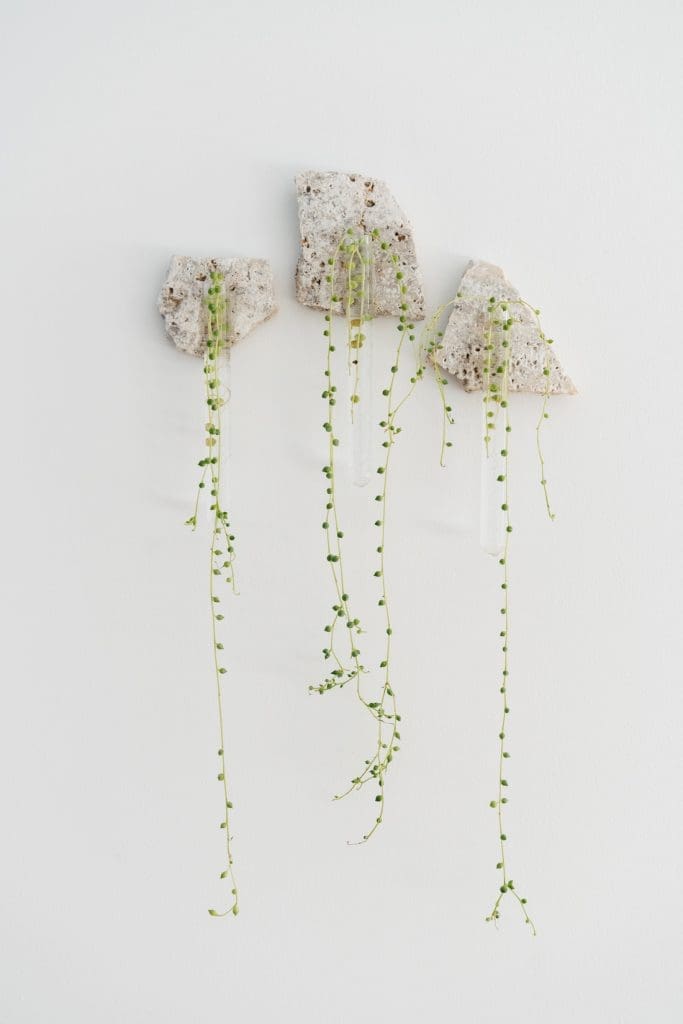plant wall decor_propagation plant