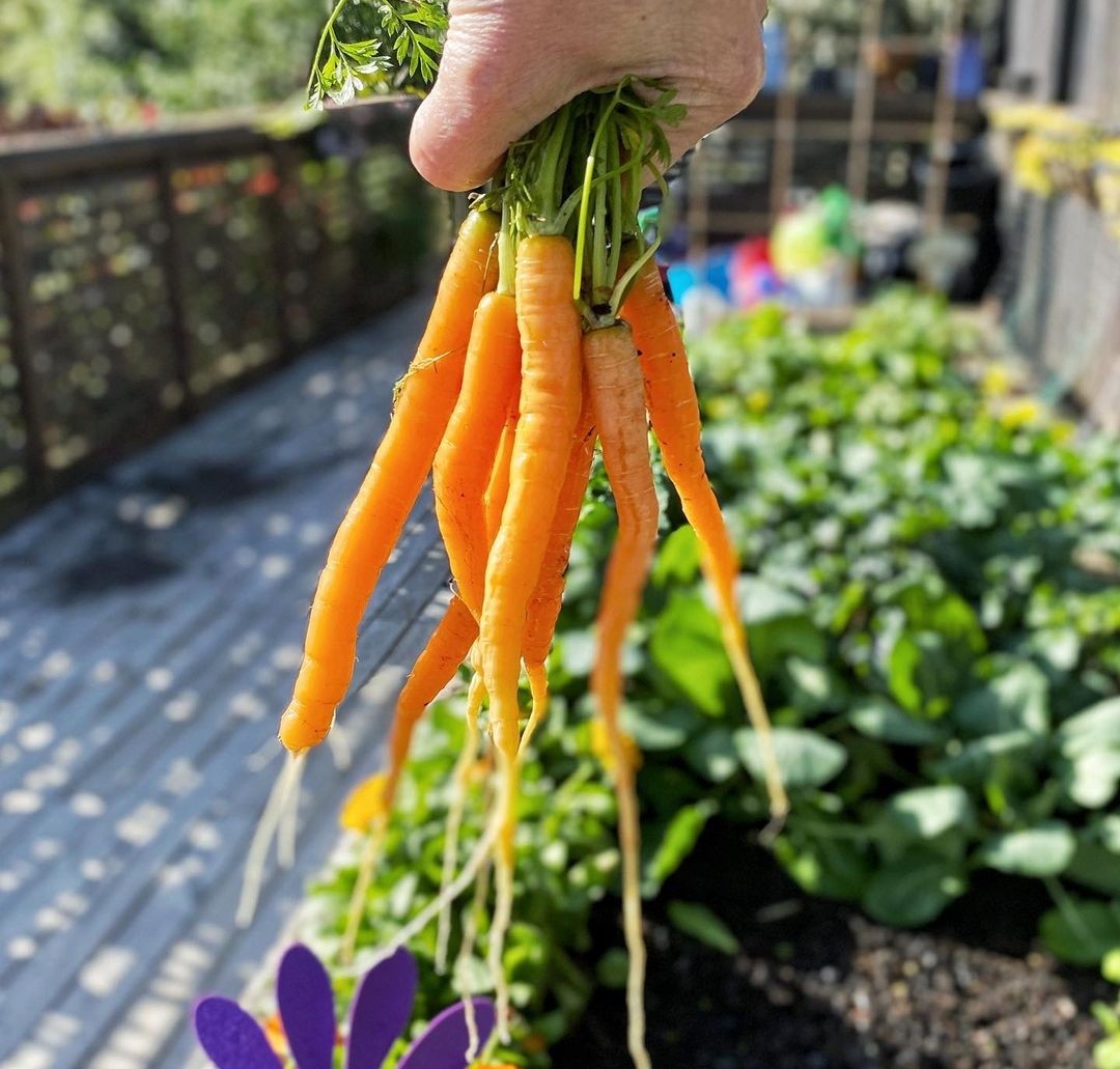 Spring carrots
