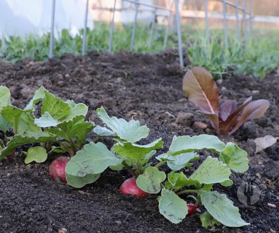 Growing beetroots