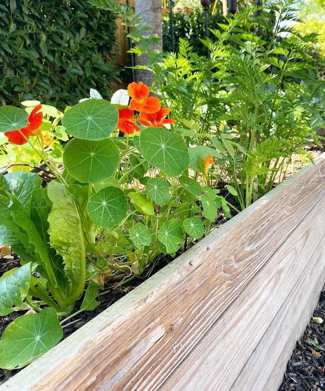 nasturtium, lettuce and carrots in garden bed
