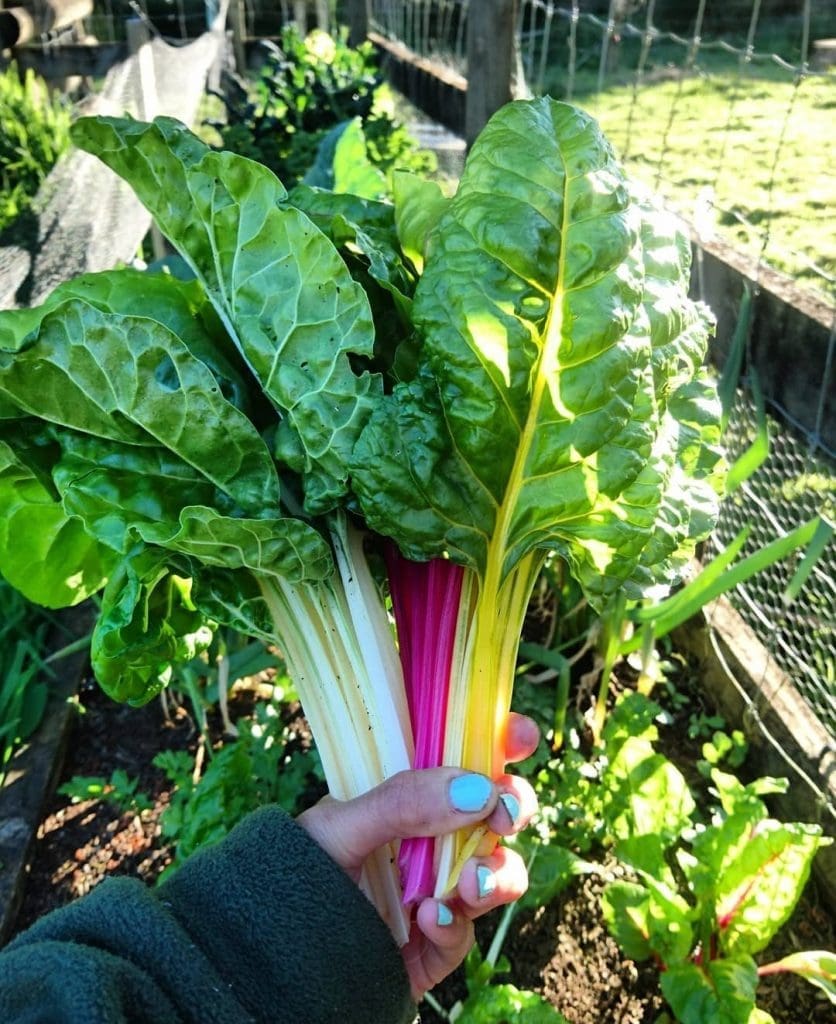 What to grow in spring in Australia Style Curator