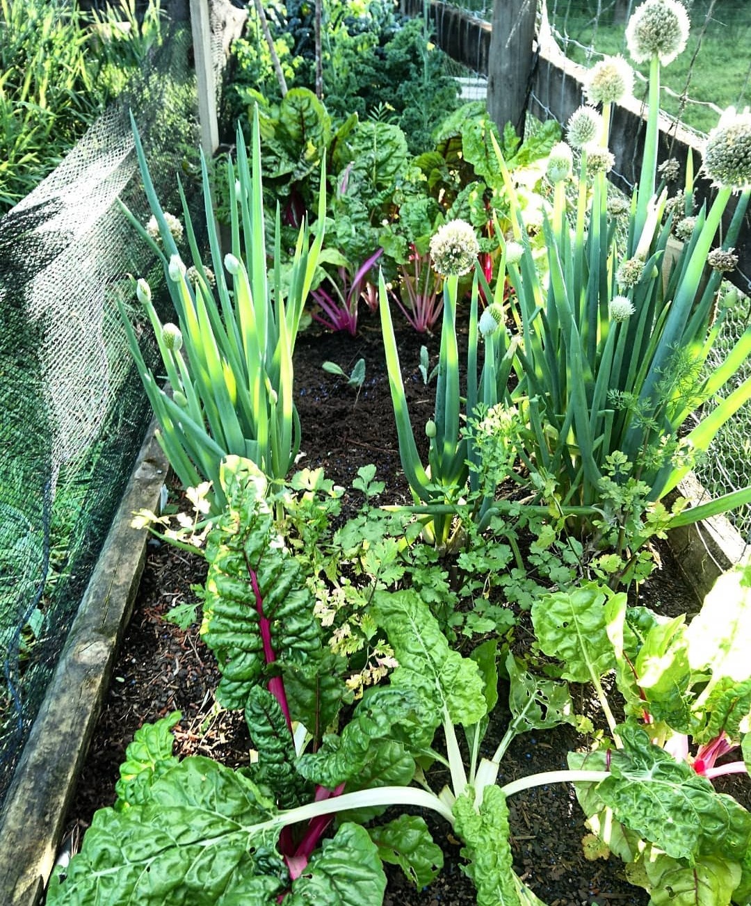 Garden bed full of spring vegetables