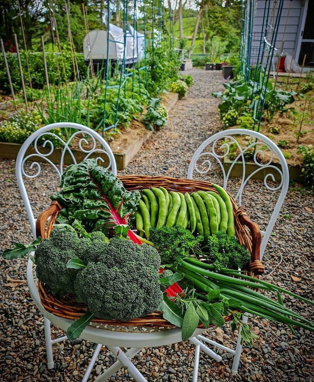 Spring vegetables on garden chairs